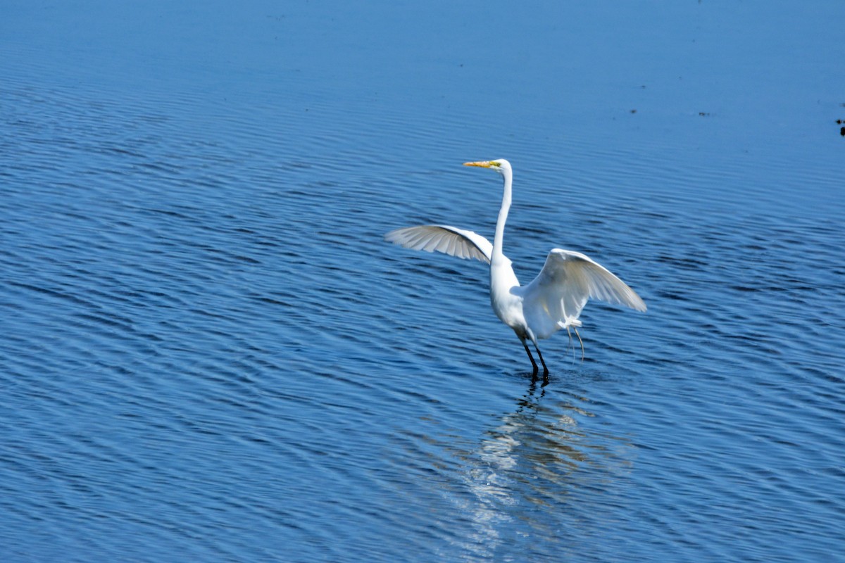 Great Egret - ML618036479