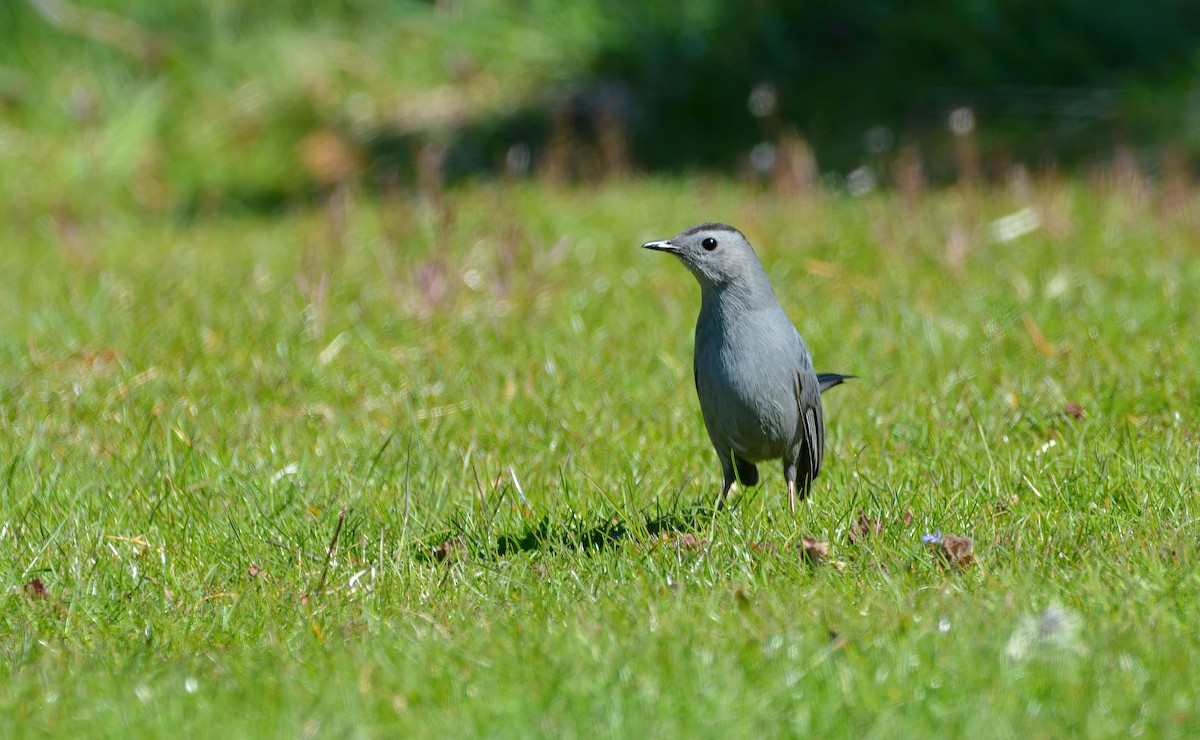 Gray Catbird - ML618036483