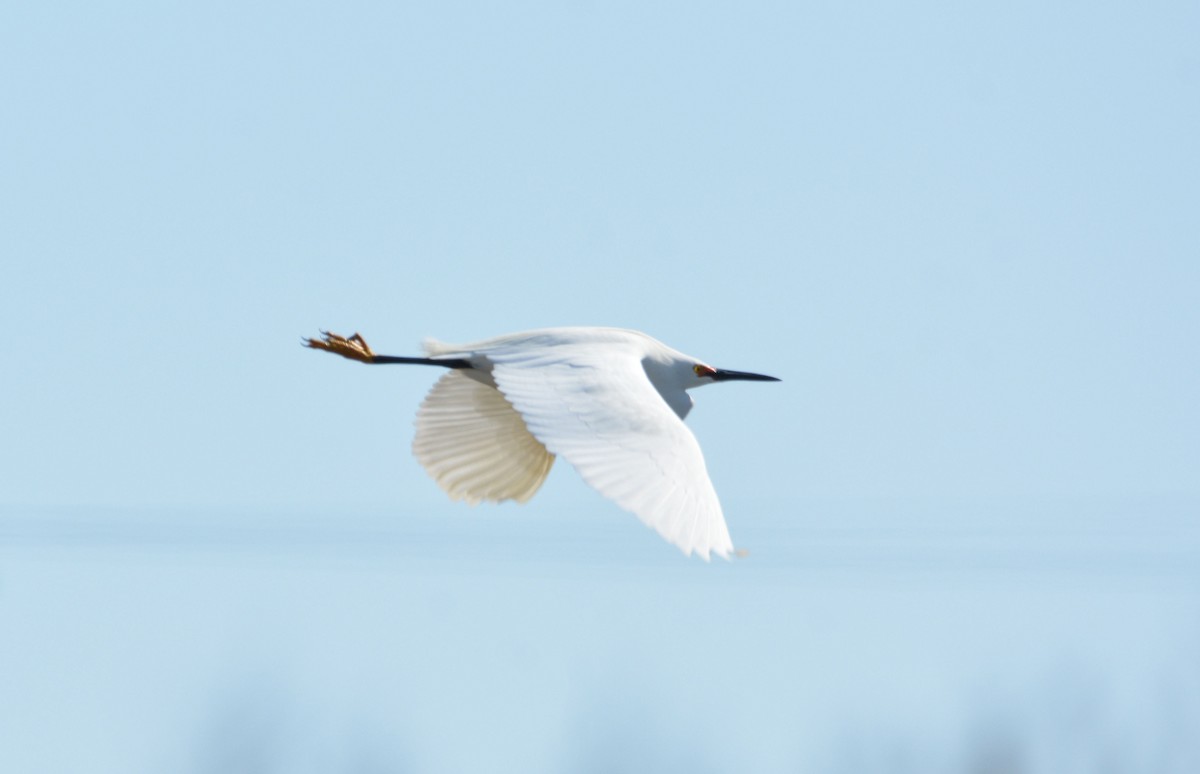 Snowy Egret - ML618036486