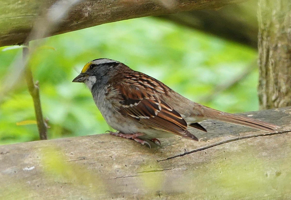 White-throated Sparrow - Mike Burkoski