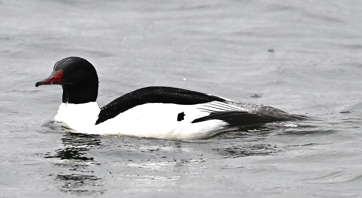 Common Merganser - ML618036529