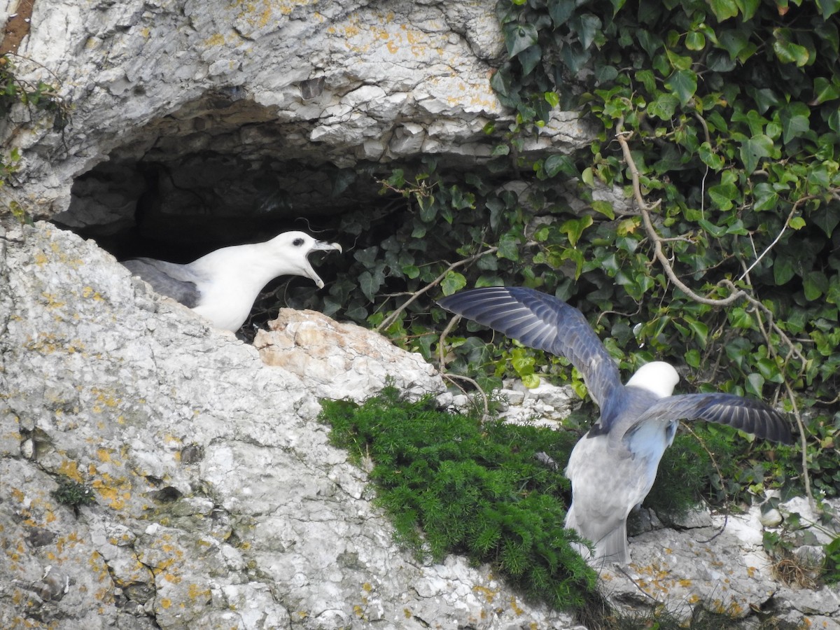 Northern Fulmar - ML618036533