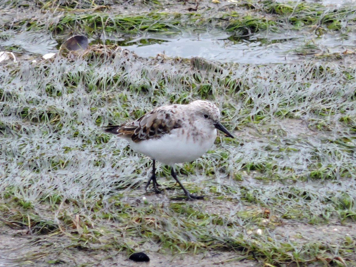 Bécasseau sanderling - ML618036576