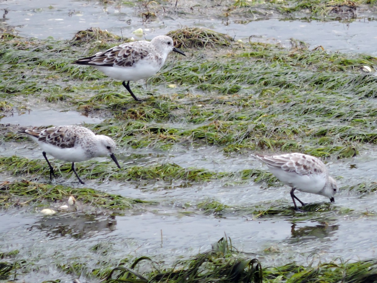 Bécasseau sanderling - ML618036578