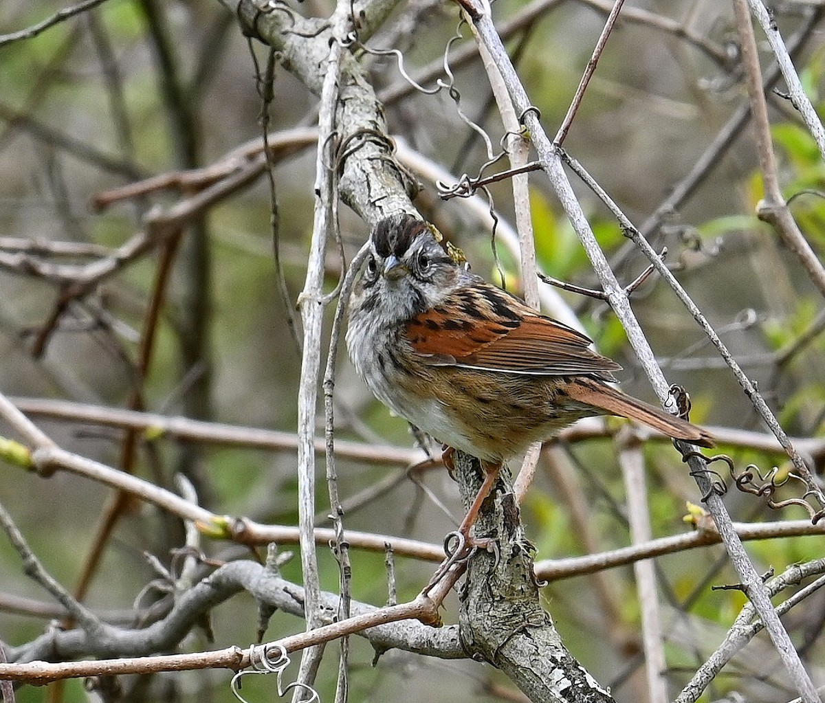 Swamp Sparrow - Lisa Draper