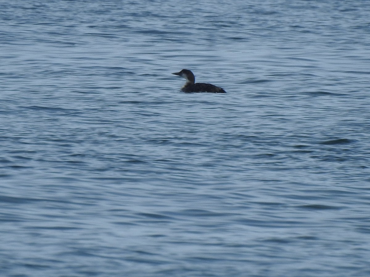 Common Loon - ML618036613
