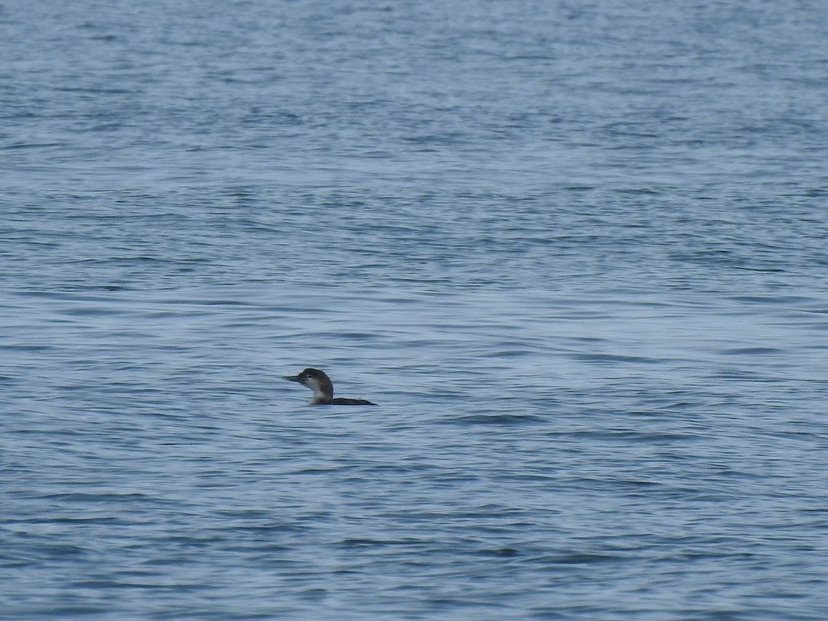 Common Loon - ML618036614