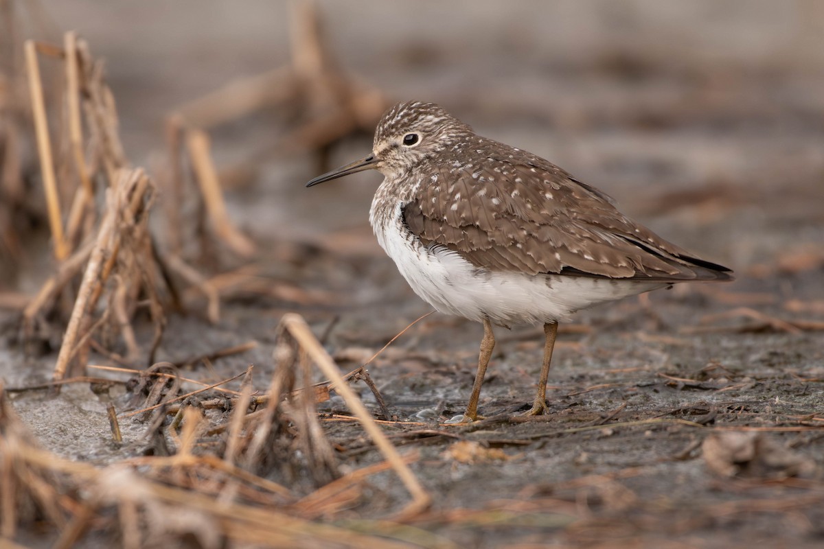 Solitary Sandpiper - Amiel Hopkins