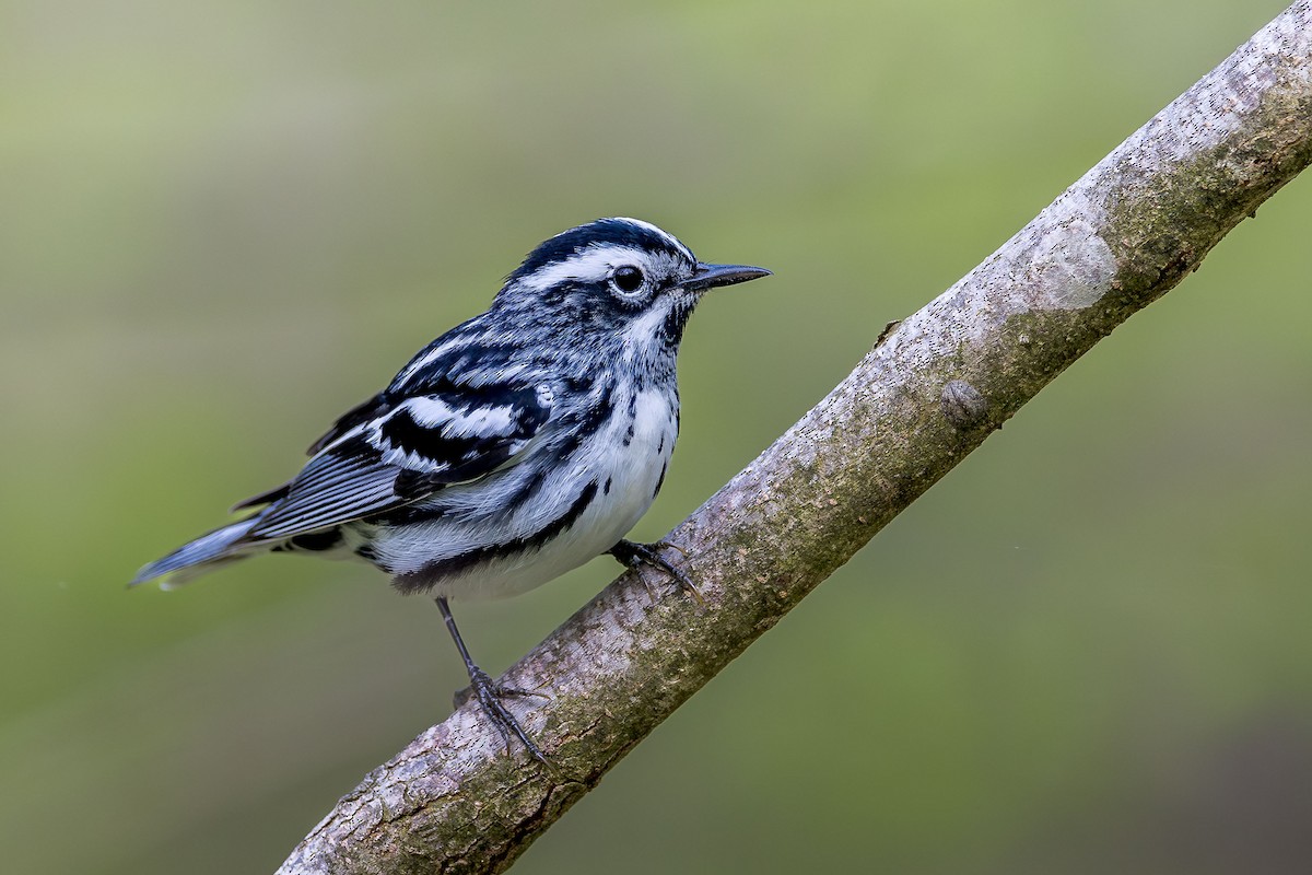 Black-and-white Warbler - Ryan Shean