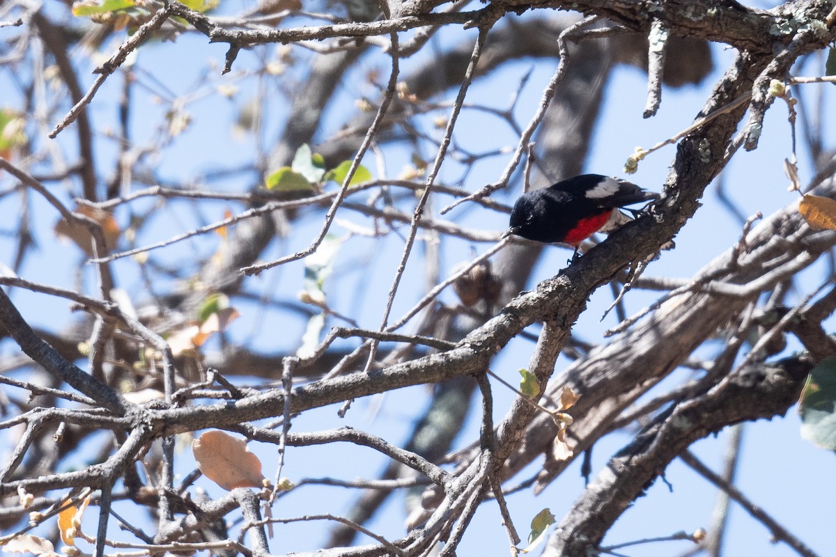 Painted Redstart - ML618036652