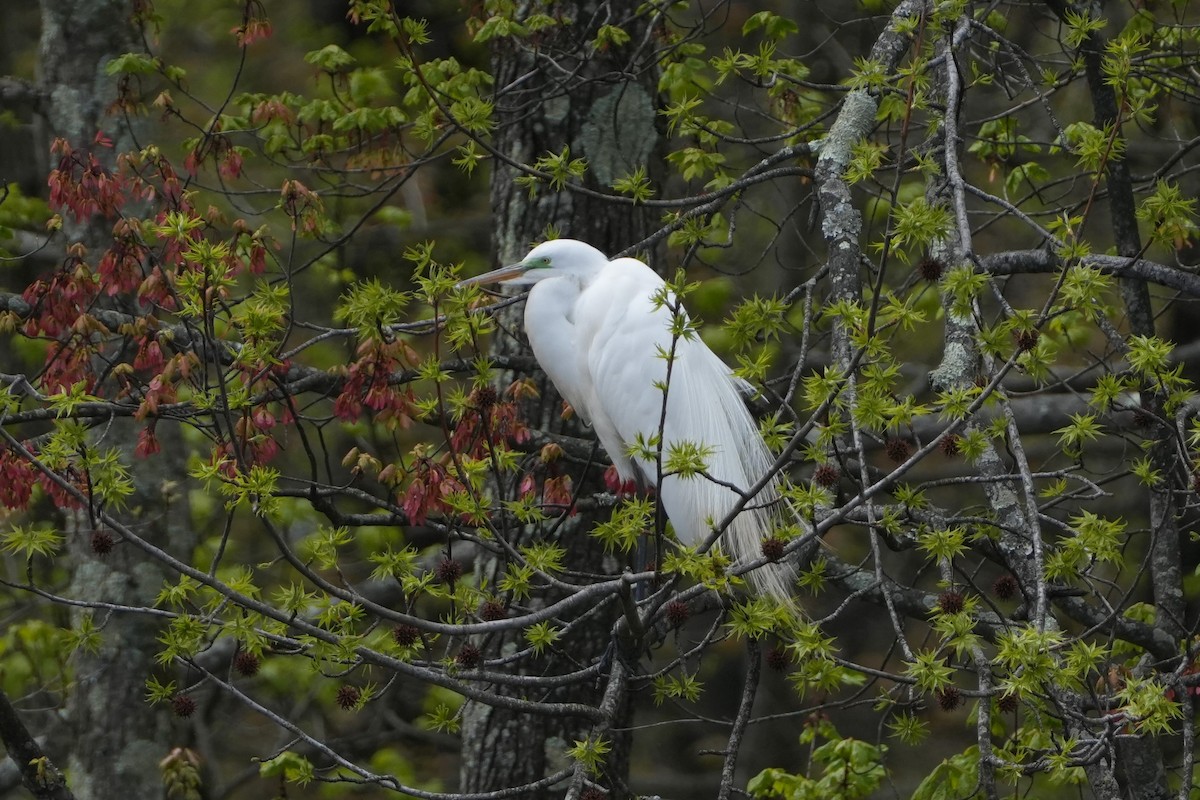 Great Egret - ML618036660