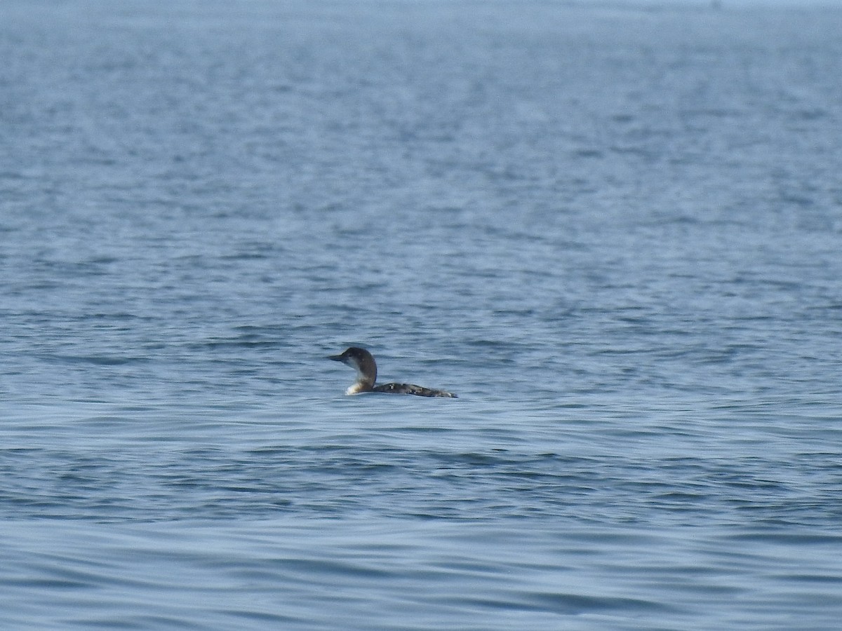 Common Loon - ML618036670