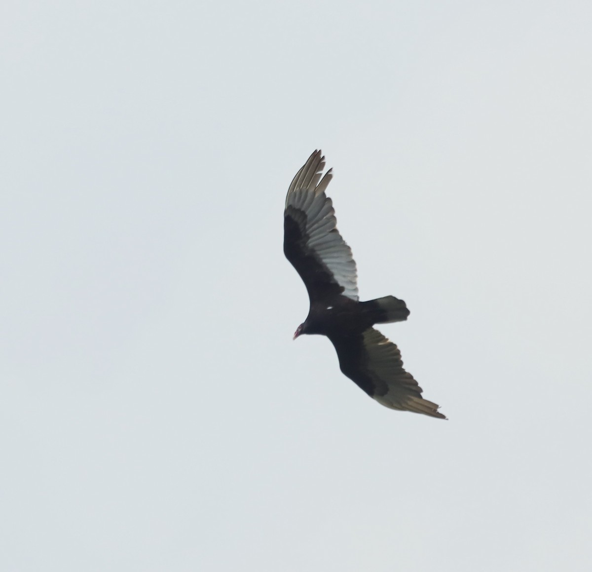 Turkey Vulture - ML618036703