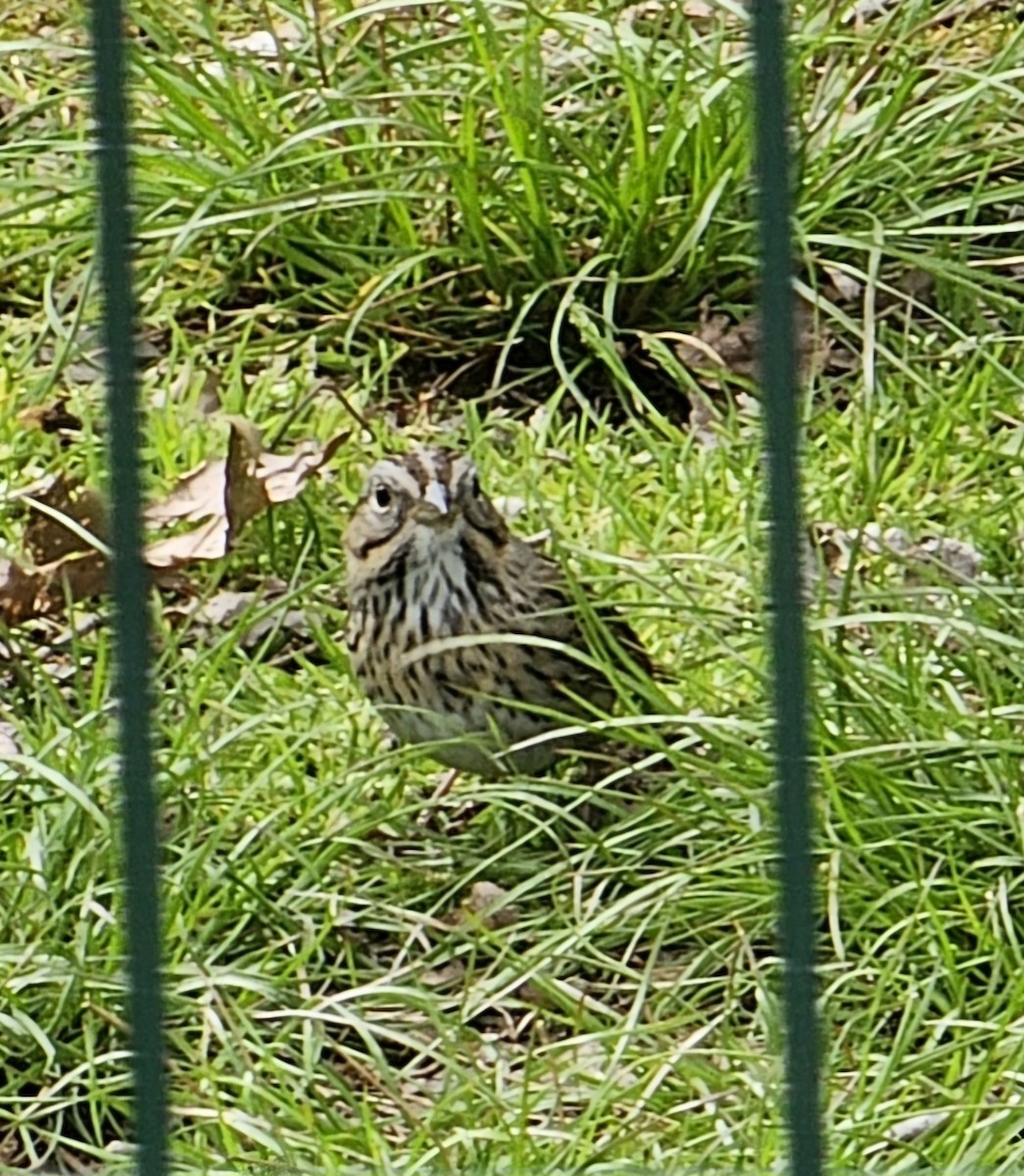 Lincoln's Sparrow - ML618036758
