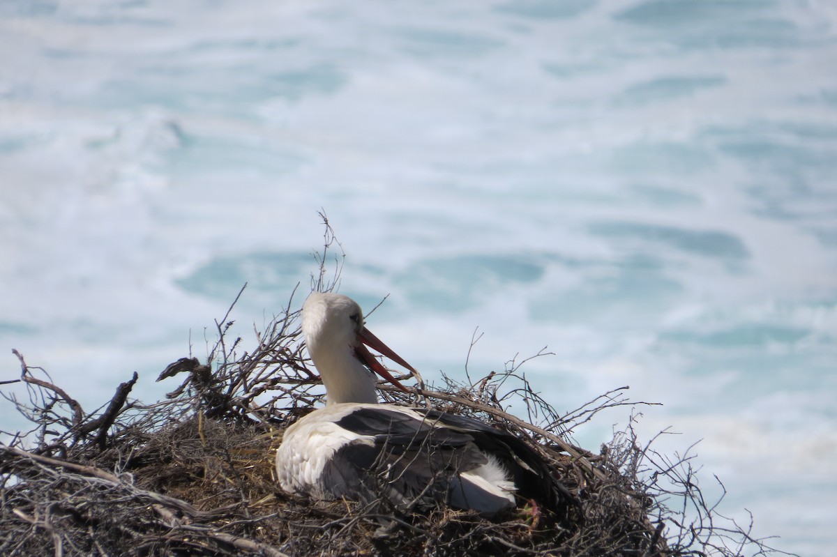 White Stork - ML618036796