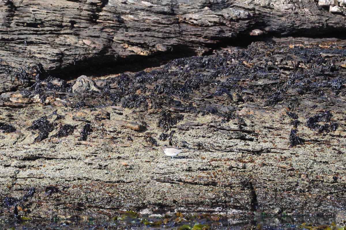 White-fronted Plover - Anonymous