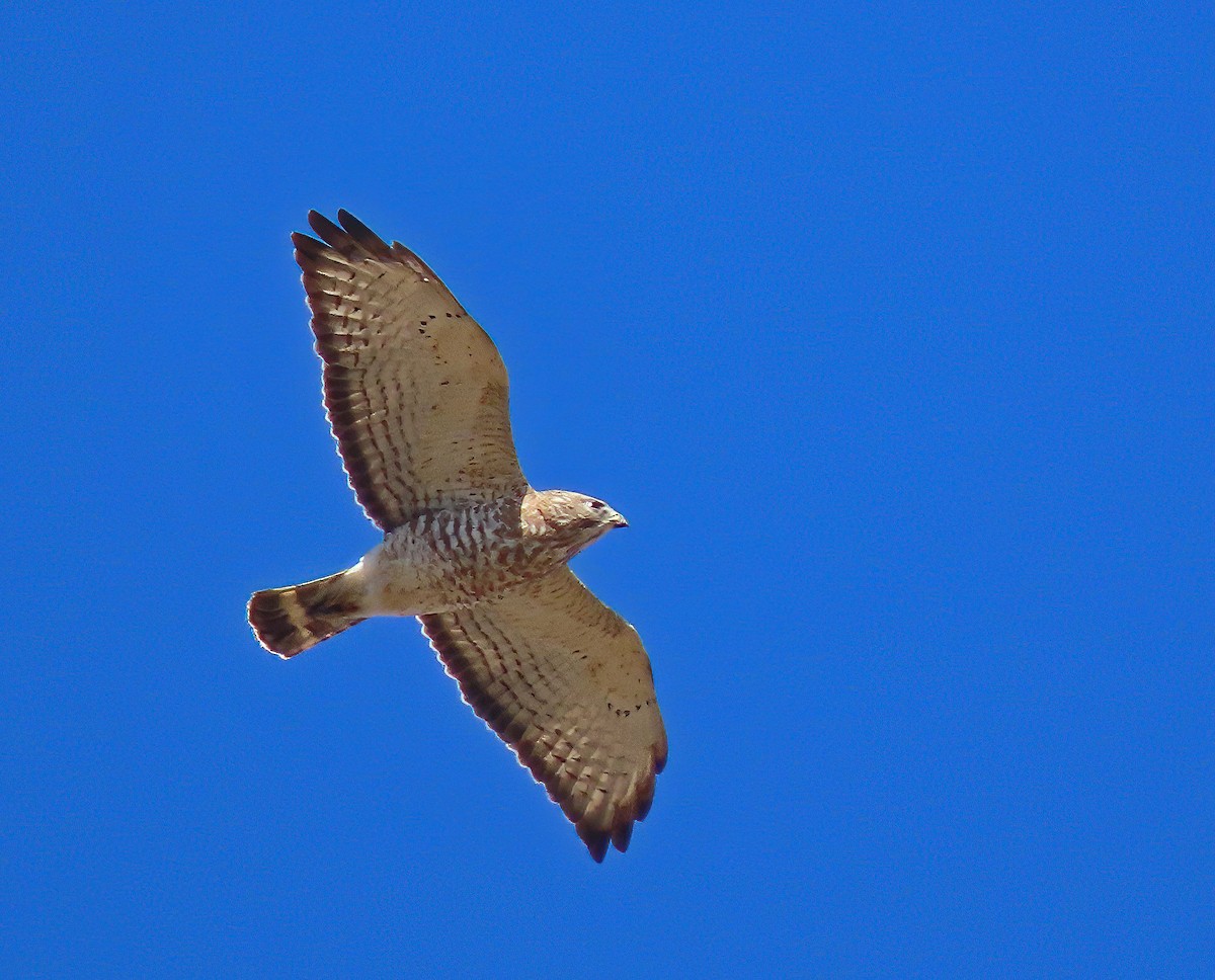 Broad-winged Hawk - ML618036807