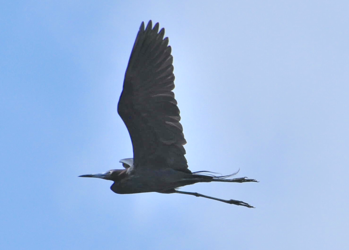 Little Blue Heron - Ramesh Paramkusham