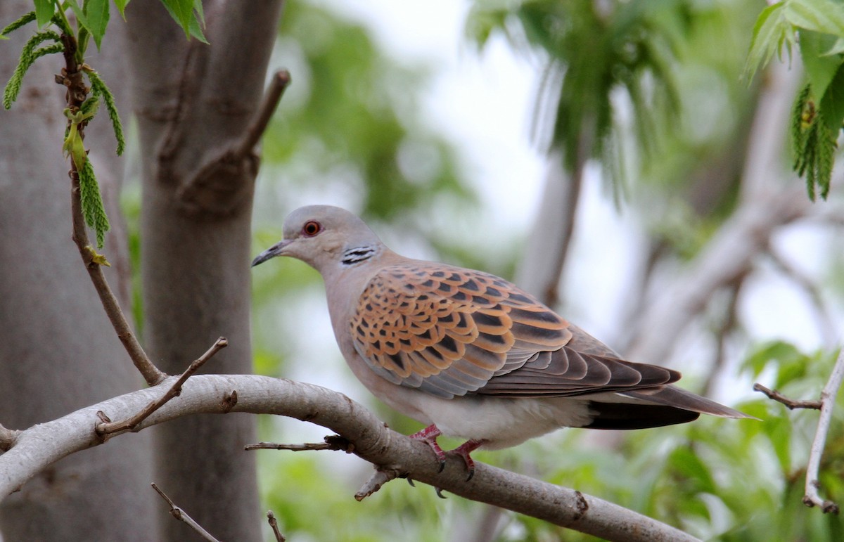 European Turtle-Dove - ML618036836