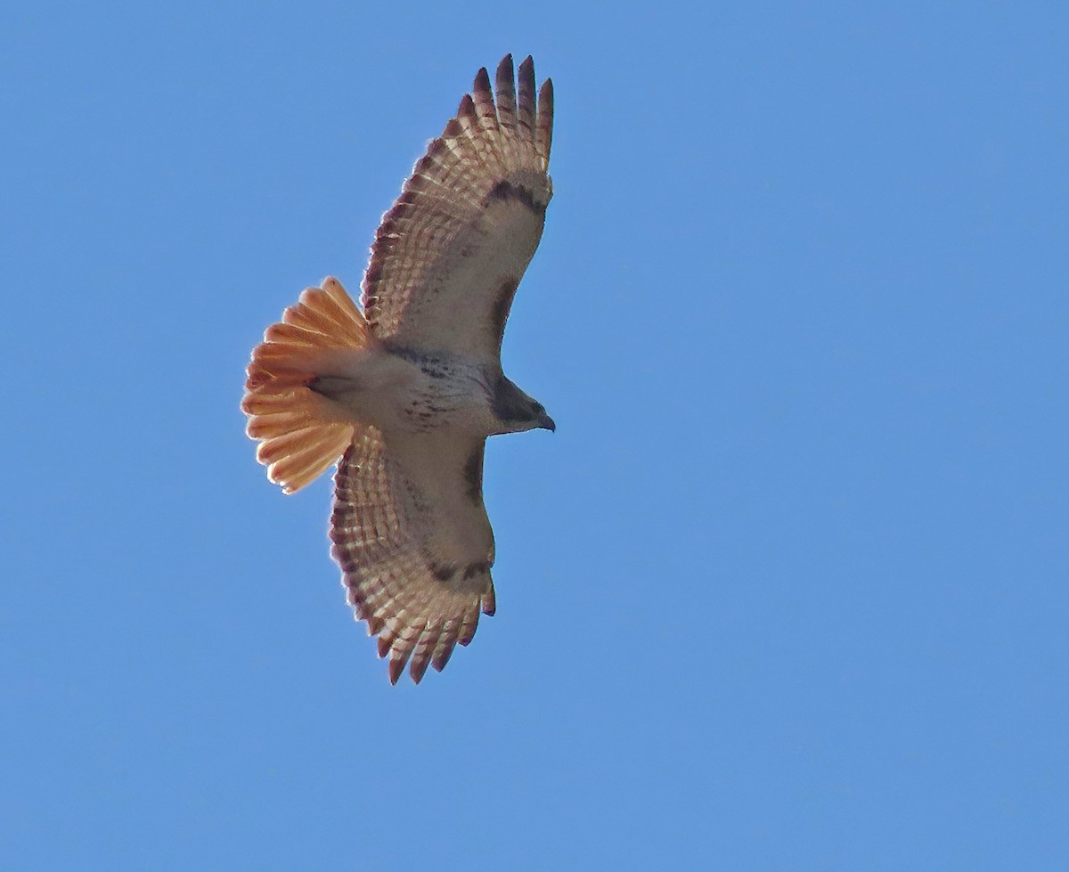 Red-tailed Hawk - ML618036849