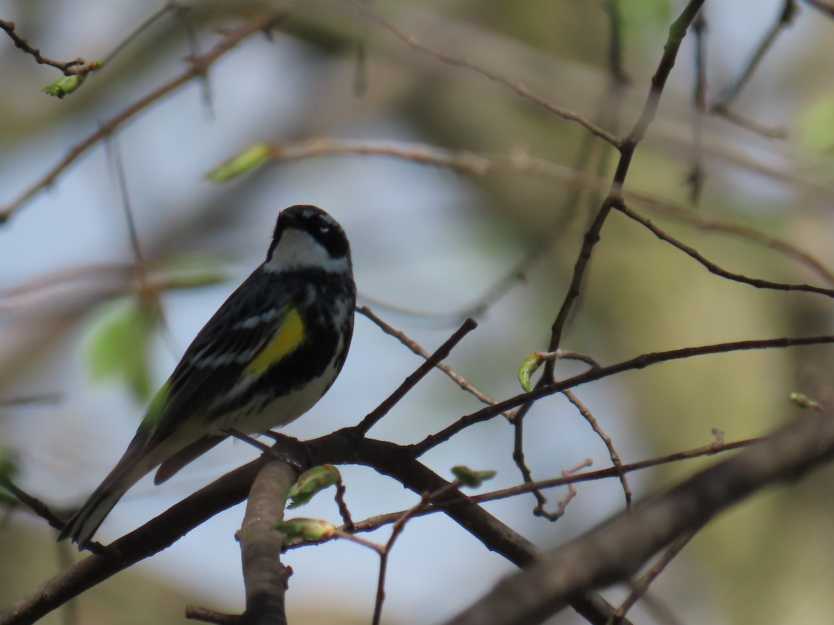 Yellow-rumped Warbler (Myrtle) - ML618036855