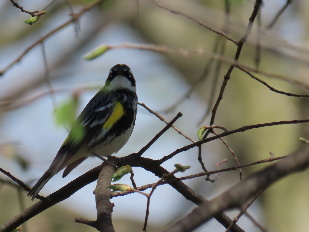 Yellow-rumped Warbler (Myrtle) - ML618036858