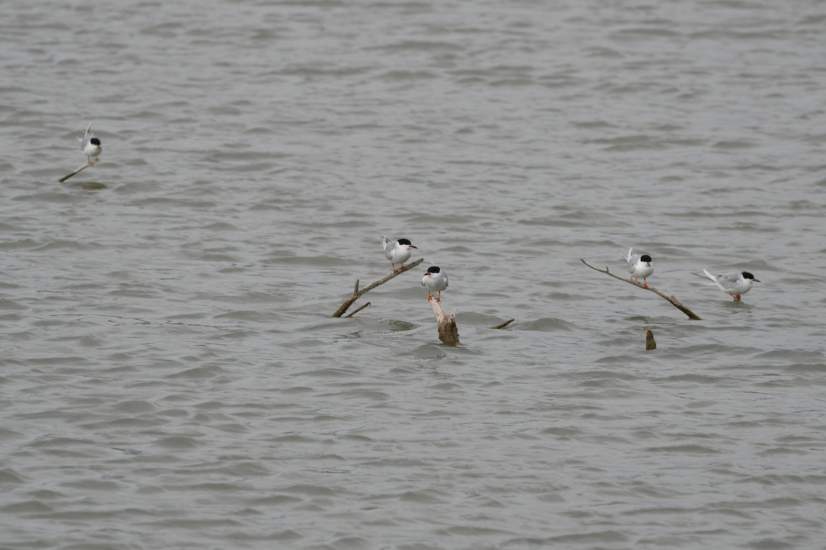 Forster's Tern - ML618036876