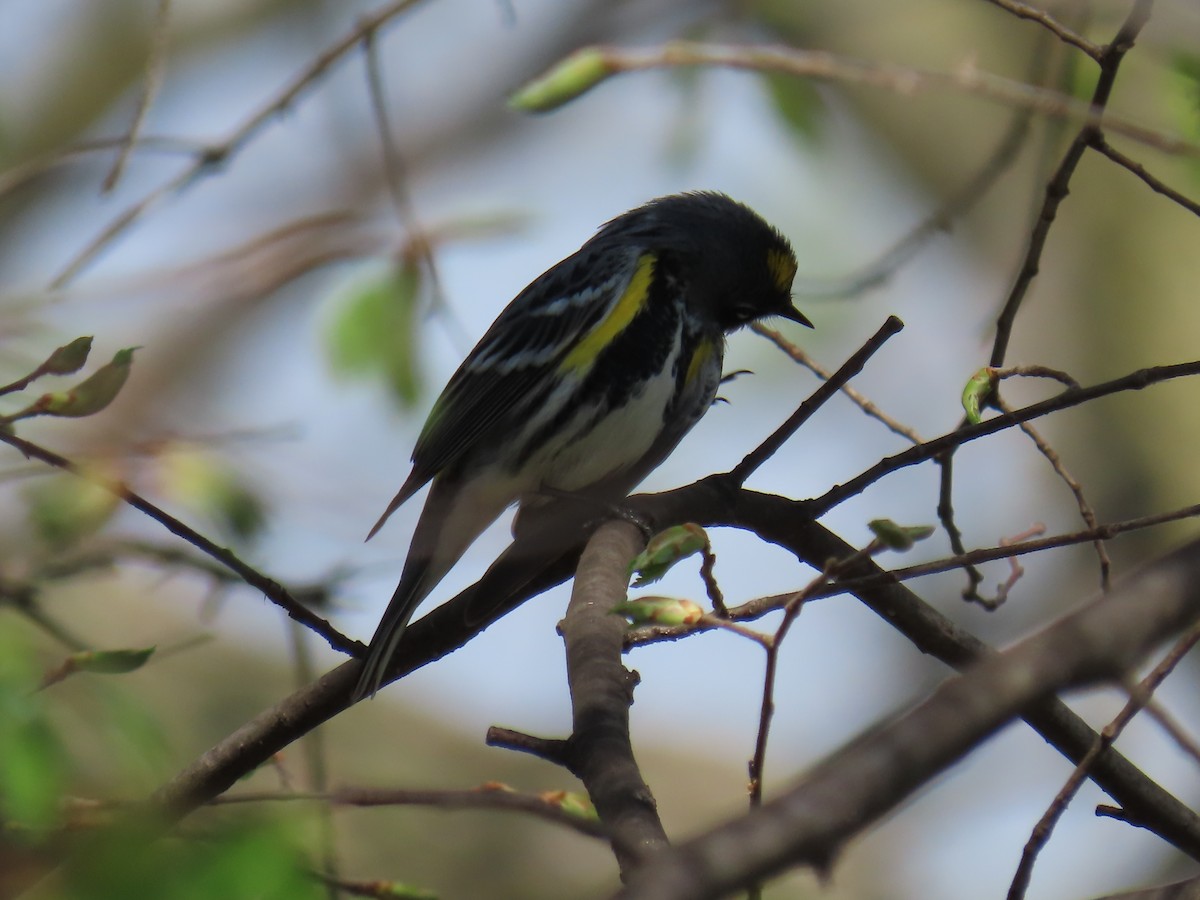 Yellow-rumped Warbler (Myrtle) - ML618036879