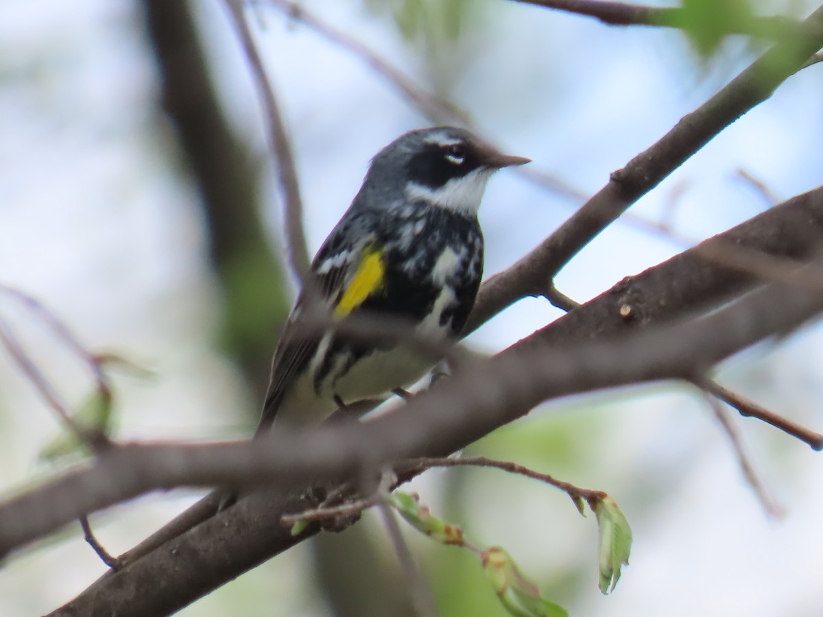 Yellow-rumped Warbler (Myrtle) - ML618036900