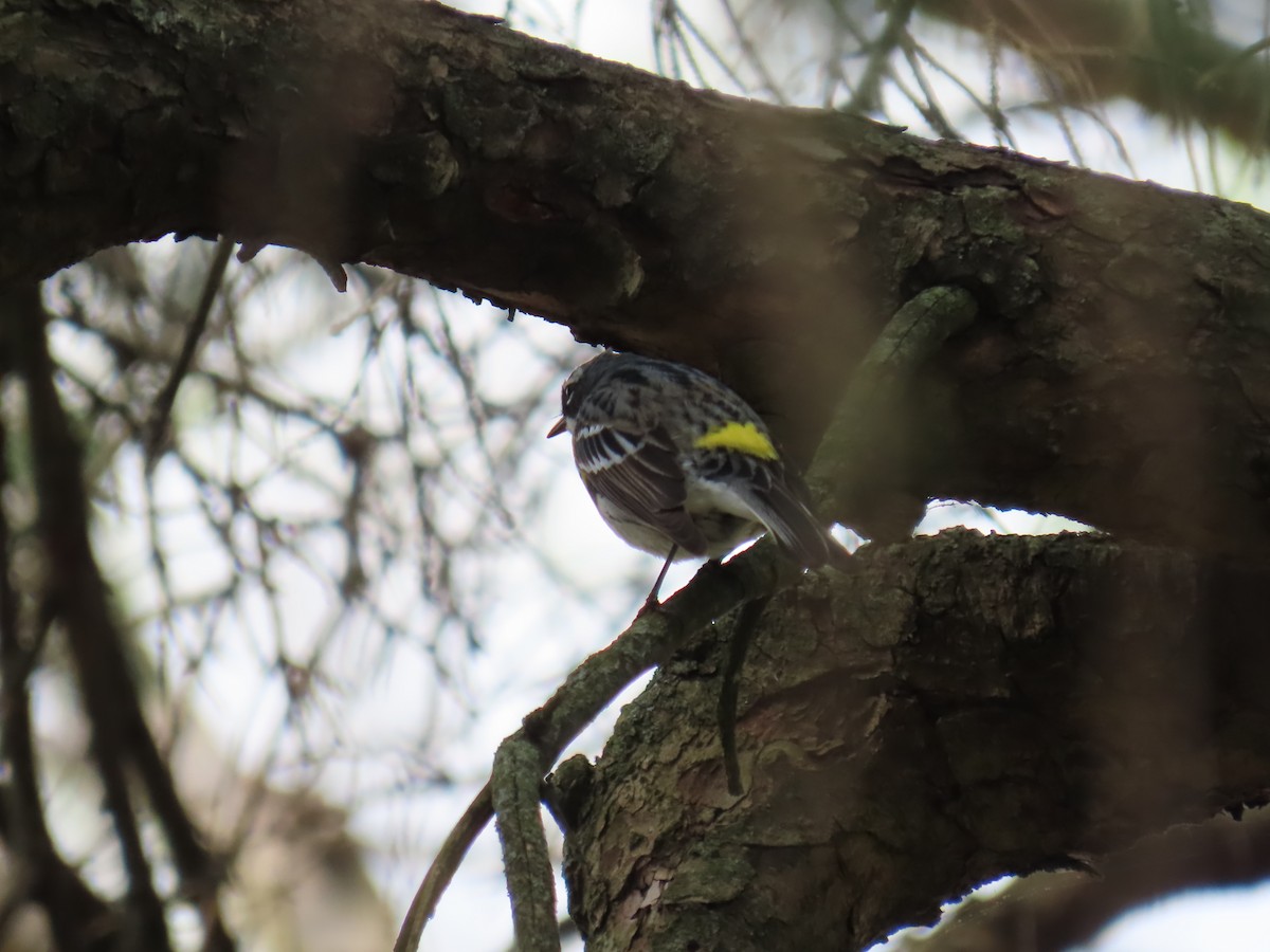 Yellow-rumped Warbler (Myrtle) - ML618036904