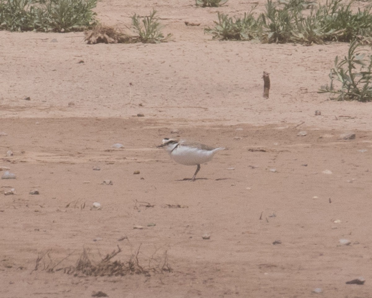 Snowy Plover - ML618036910