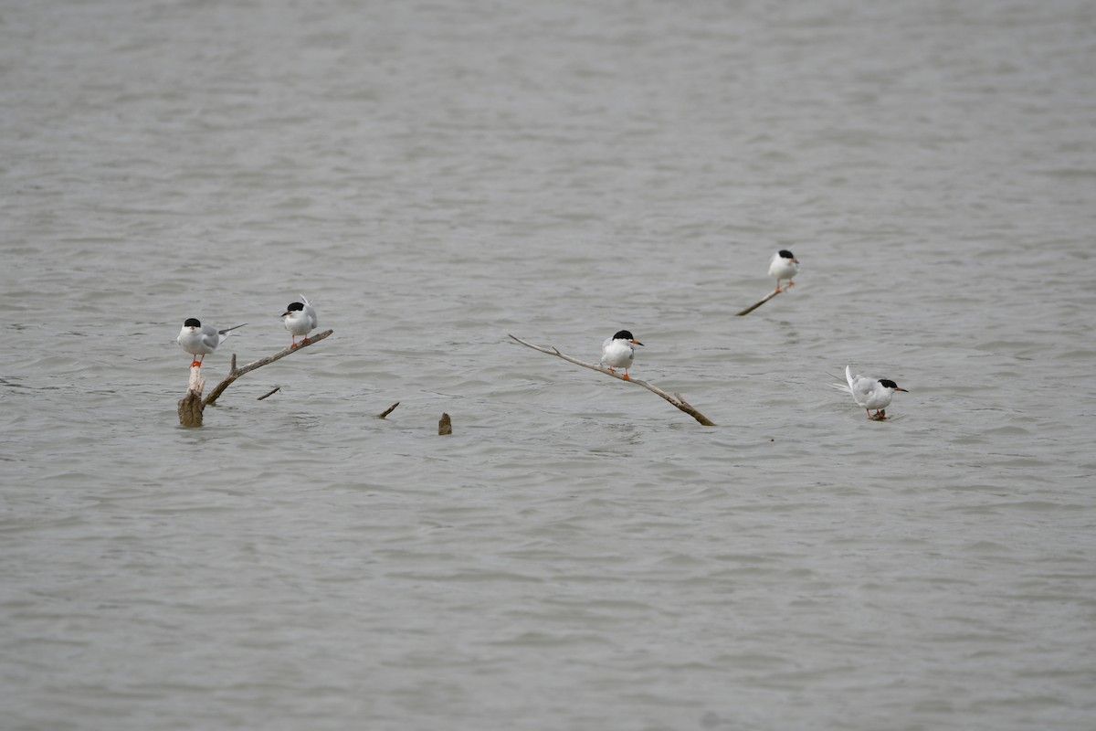 Forster's Tern - ML618036918