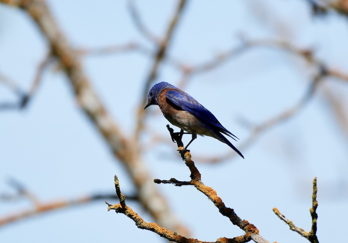 Western Bluebird - Ryan Ludman