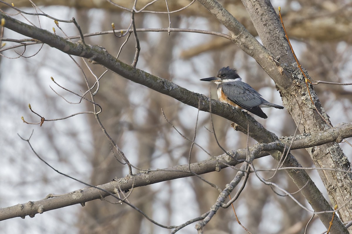 Belted Kingfisher - ML618036964