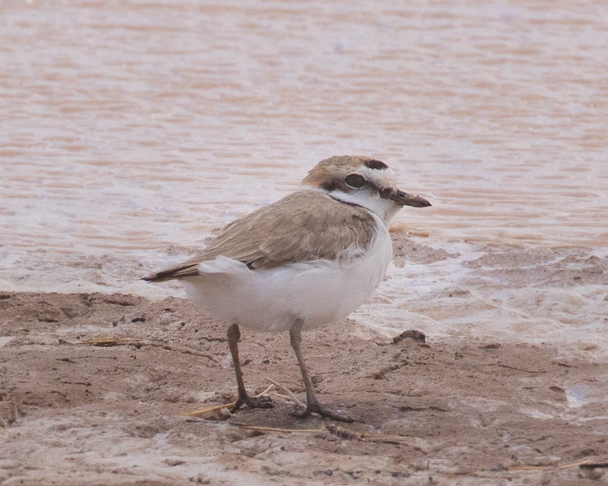 Snowy Plover - ML618036969