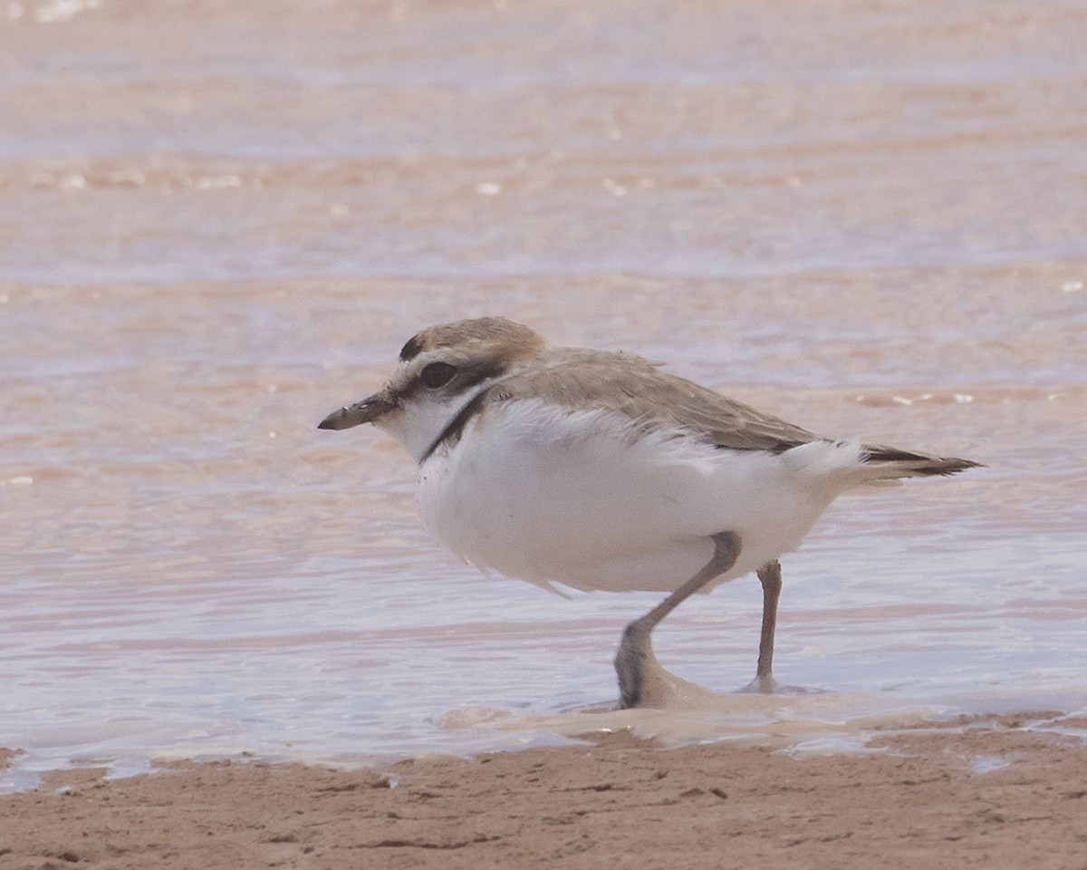 Snowy Plover - ML618036970