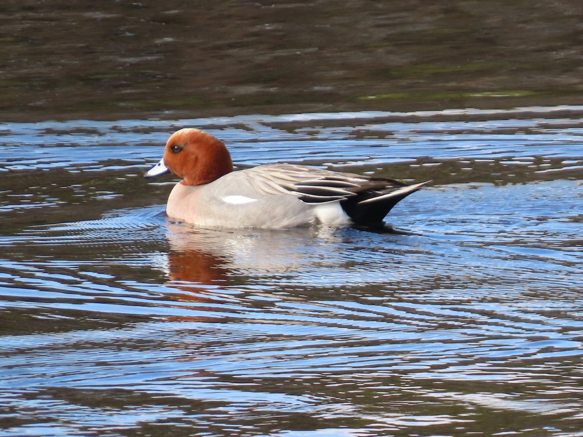 Eurasian Wigeon - Rita Souza