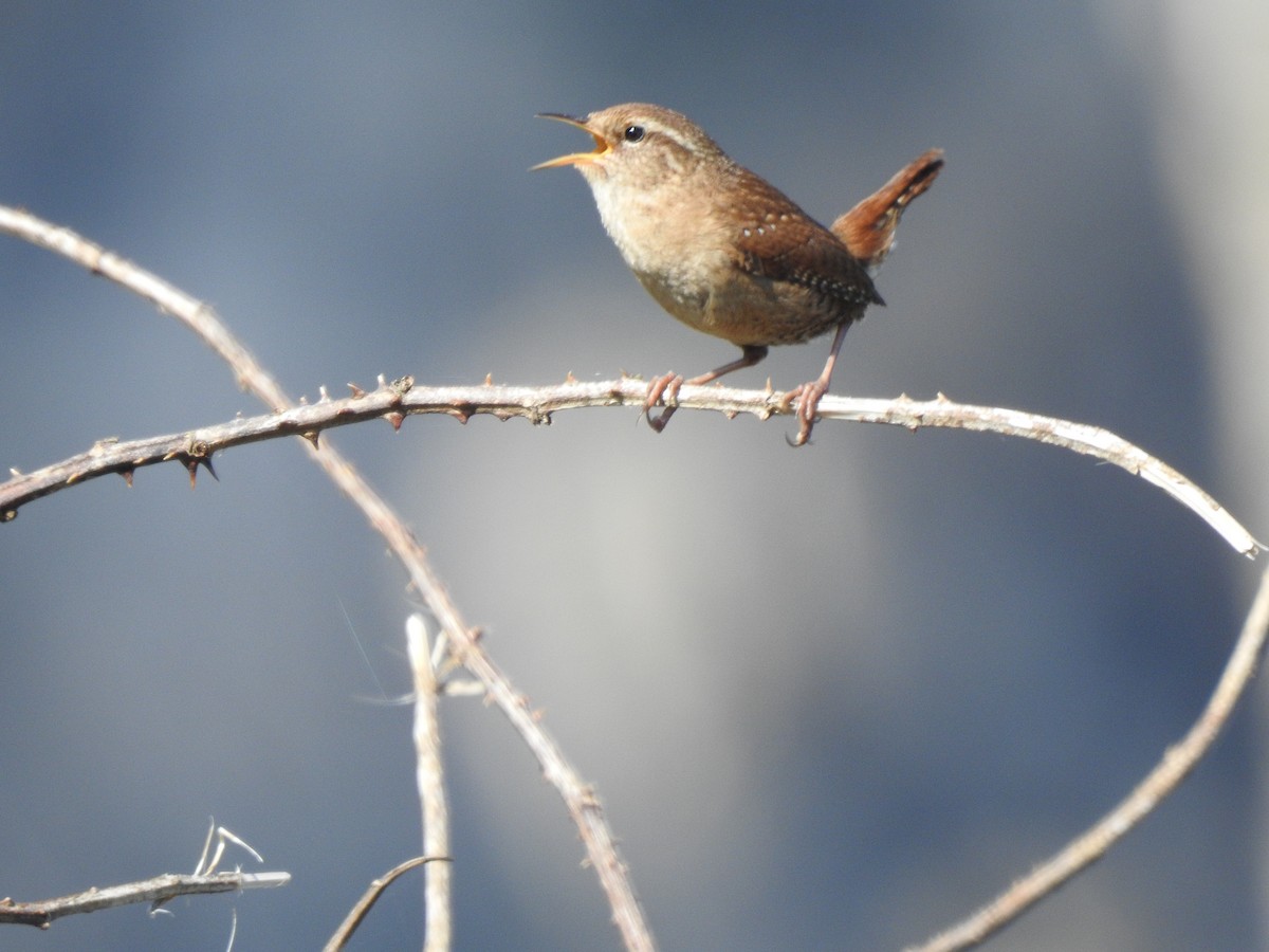 Eurasian Wren - ML618037002