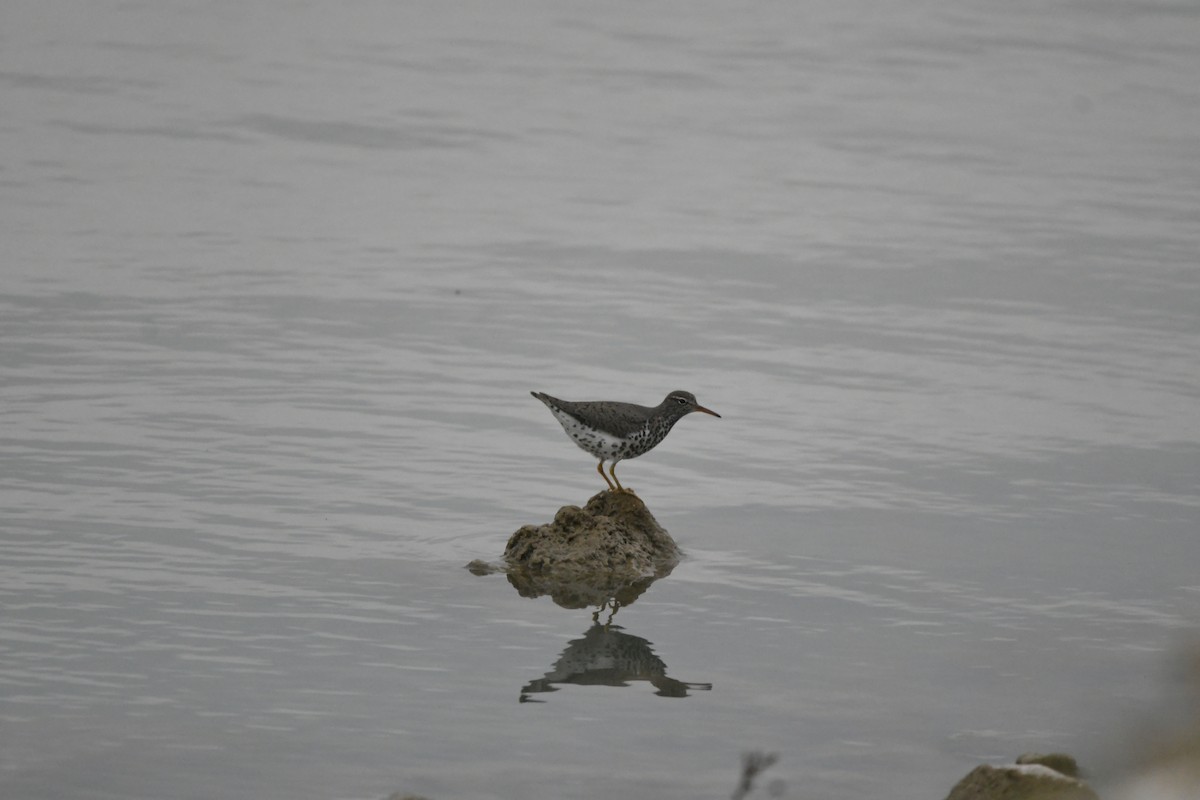 Spotted Sandpiper - Olivia Seger