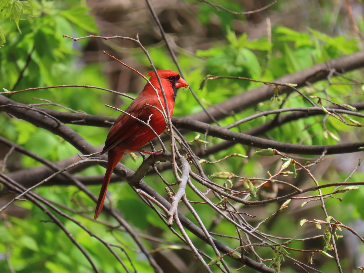 Northern Cardinal - ML618037063