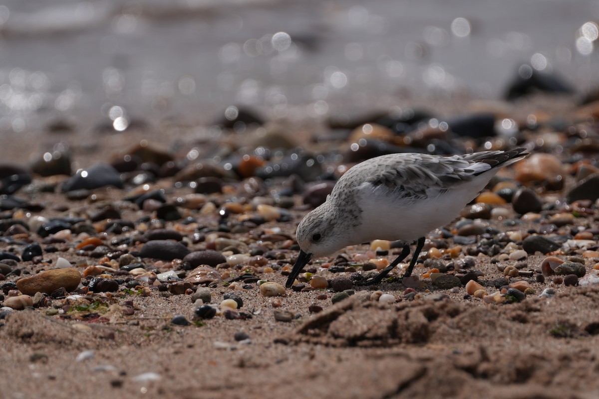 Bécasseau sanderling - ML618037070