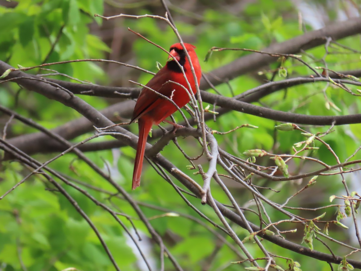 Northern Cardinal - ML618037075