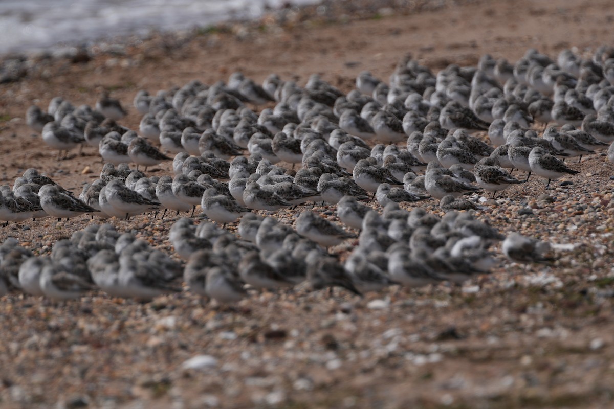 Bécasseau sanderling - ML618037084