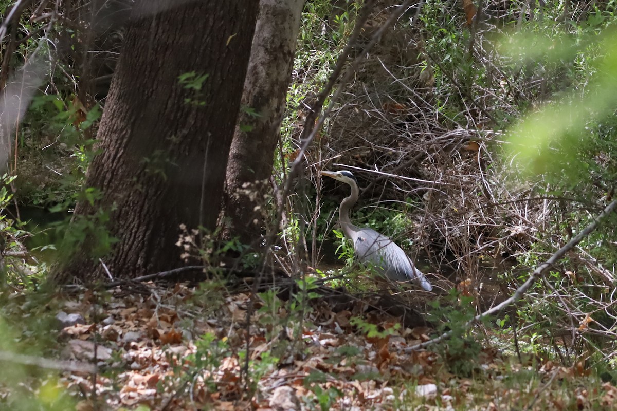 Great Blue Heron - ML618037086