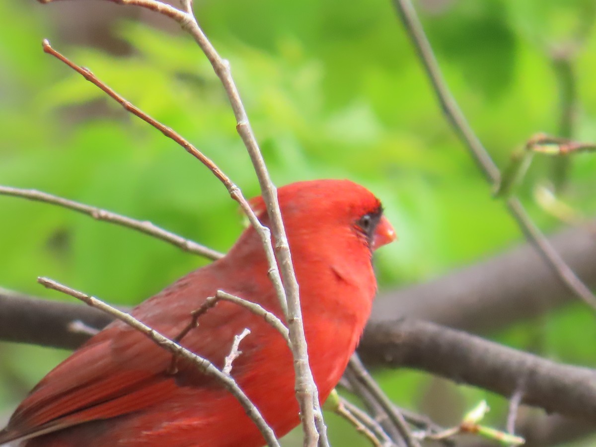 Northern Cardinal - Elizabeth Ferber