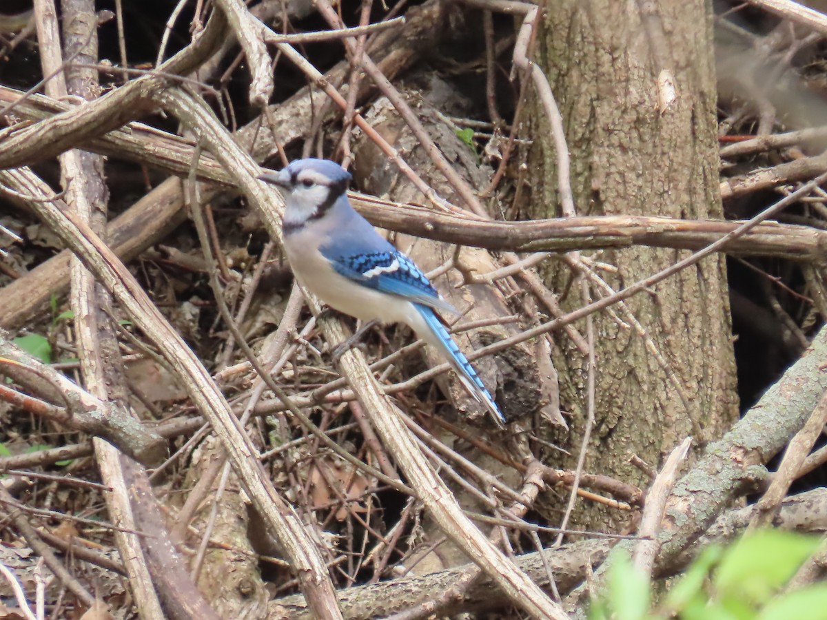 Blue Jay - ML618037102