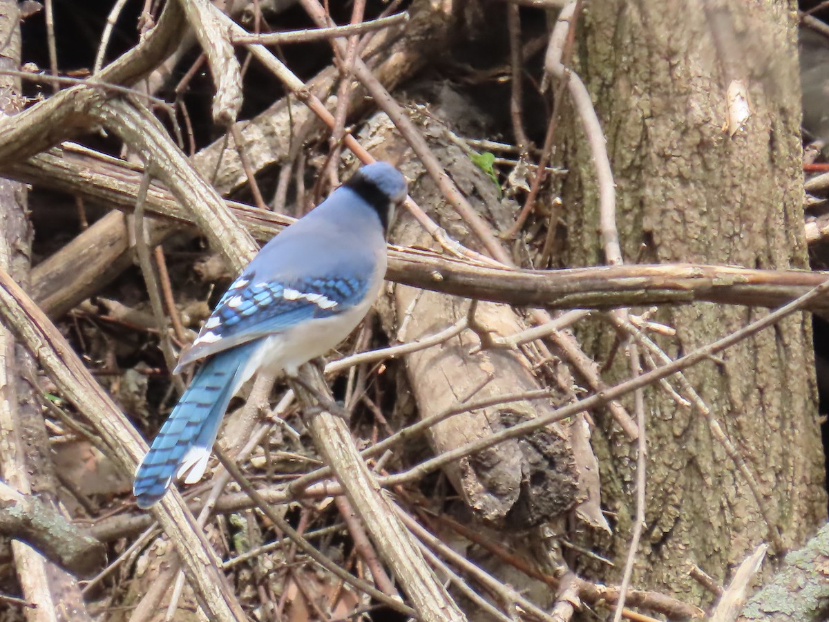 Blue Jay - Elizabeth Ferber