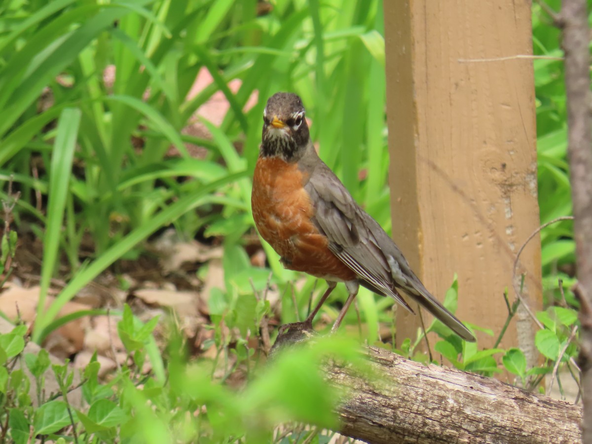 House Sparrow - ML618037115