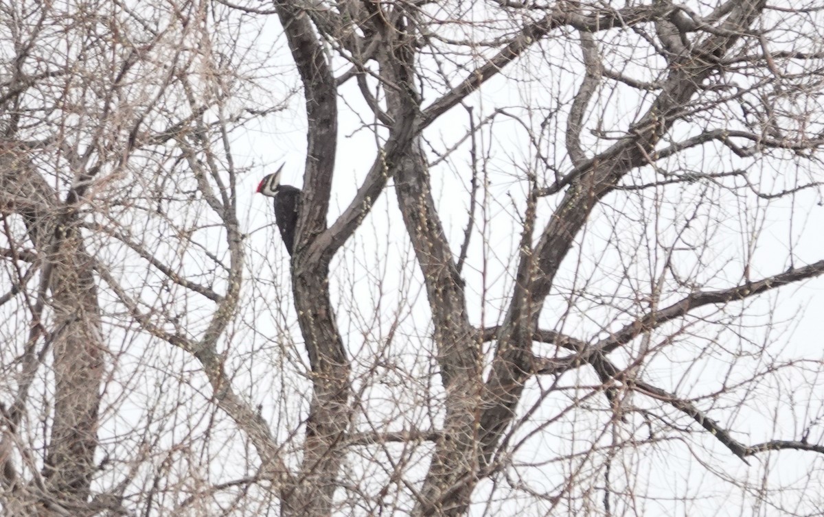 Pileated Woodpecker - ML618037121