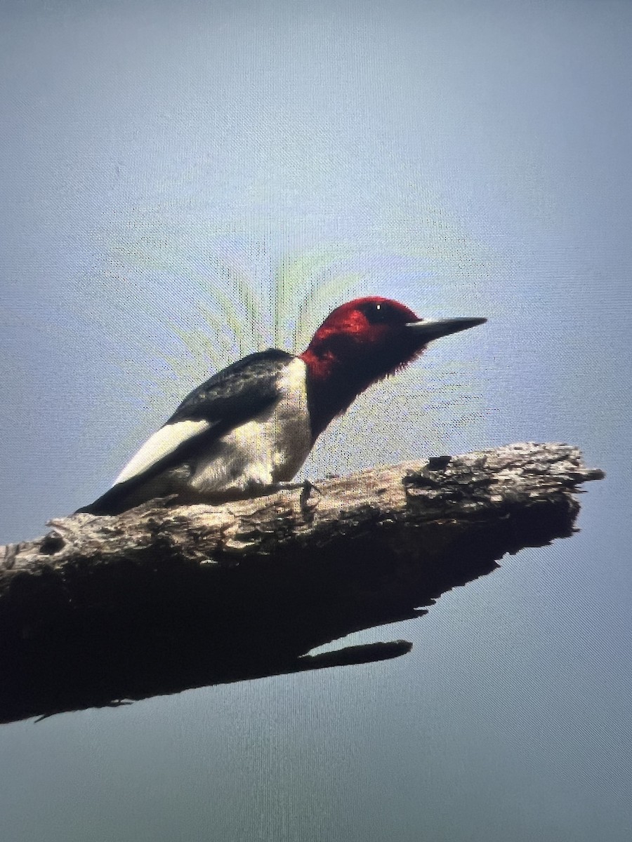 Red-headed Woodpecker - ML618037138
